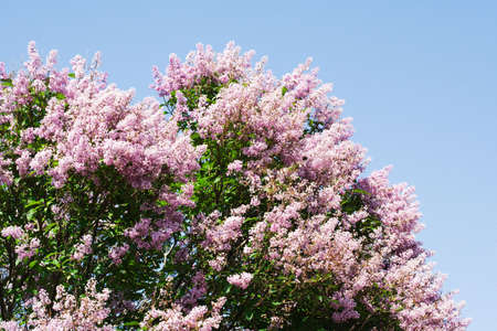 magnificent Lilac tree on blue sky