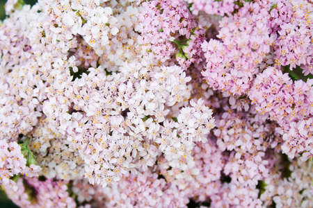 inflorescences of pink milfoil flowers as a backgroundの写真素材