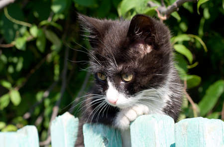 black and white kitten look out from the fenceの写真素材