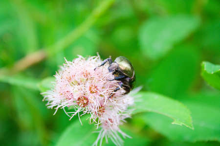 Green beetle eating nectar of pink flowerの写真素材