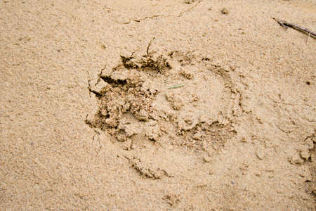 footsteps of the bear on sandの写真素材