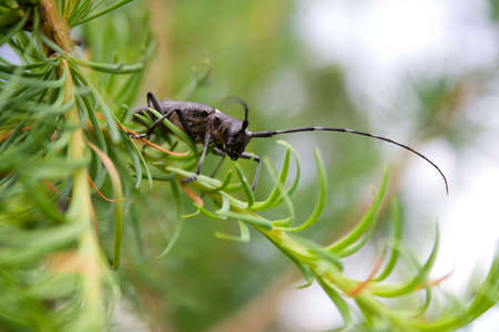 grey beetle (capricorn beetle) with lengthy feelersの写真素材