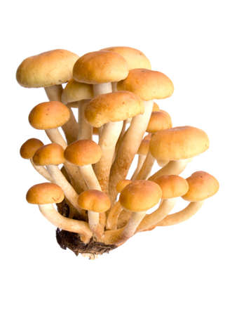 armillaria - Honey fungus isolated on white. Eatable mushroom, very delicious.