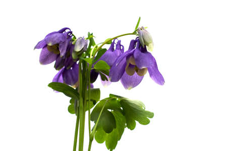 bluebells on the white backgroundの写真素材