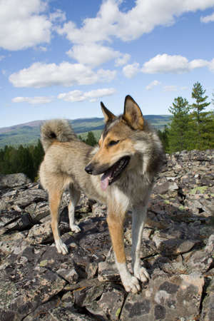 the purebred siberian husky (laika)
