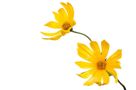 tupinambo blossom isolated on whiteの写真素材