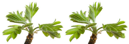 macro shoot of fresh sprout of acacia. Shoots with different focusing (on a near and far leaves)
