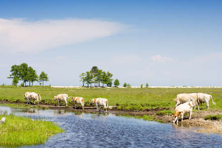 small herd of cows walking by riversideの写真素材