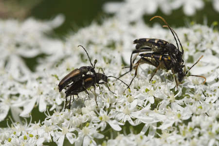 Longhorn Beetles Mating On Flower