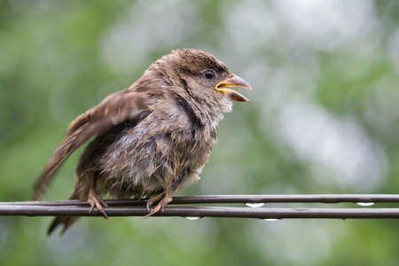 Sparrow fledgeling sitting under rain on strained steel wire の写真素材