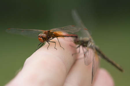 Dragonflies coupling on my fingersの写真素材