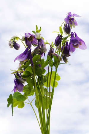 bluebells on the sky backgroundの写真素材
