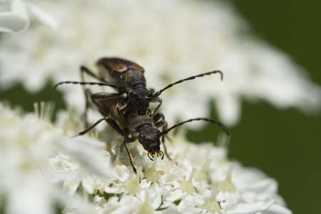 Longhorn Beetles Mating On Flowerの写真素材