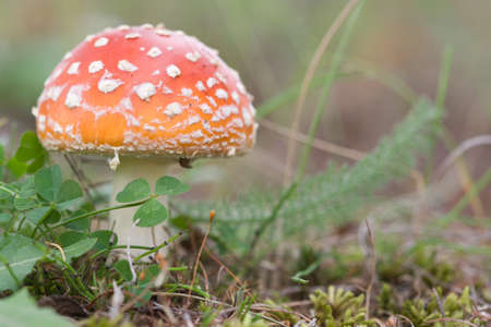 Red hat - pileus of amanita verna