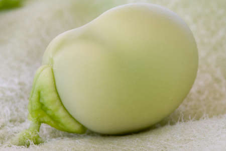 Macro of bean in the opened podの写真素材