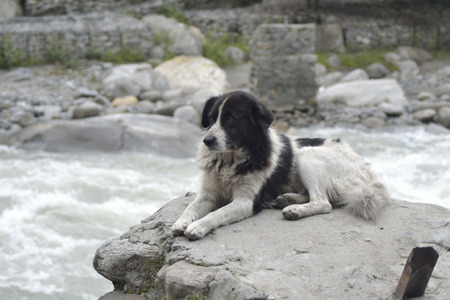 dog on a rock near the riverの写真素材