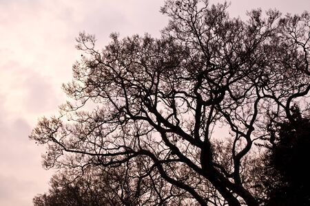 Tree and the Sunset Sky