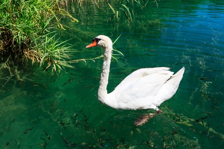 Beautiful Swan Gliding on Transparent Water Surface of Krka River, Croatiaの写真素材