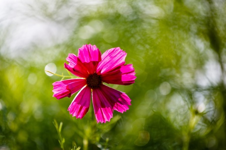 Purple Cosmos Flower Backlit by Evening Sun on Green Leaves Backgroundの写真素材