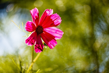 Purple Cosmos Flower Backlit by Evening Sun on Green Leaves Backgroundの写真素材