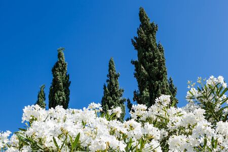 White Flowers and Cypresses in Background near Split, Croatiaの写真素材