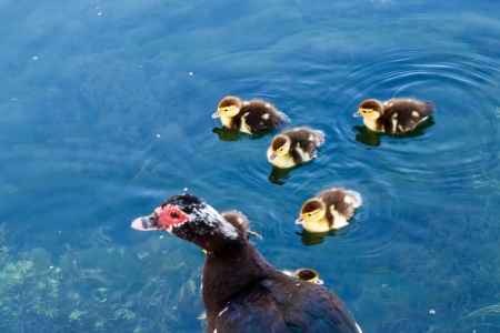 Duck and Baby Ducklings in the Water, Split, Croatiaの写真素材