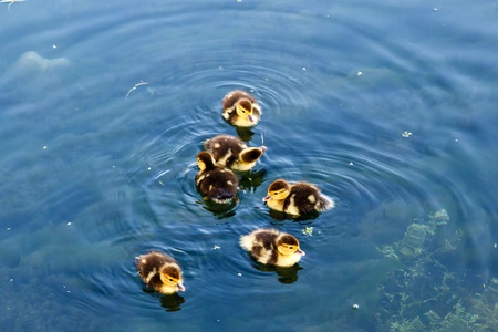 Baby Ducklings in the Water, Split, Croatiaの写真素材