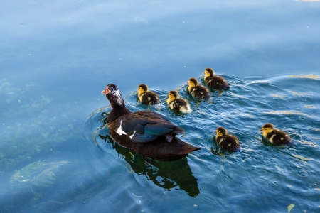 Duck and Baby Ducklings in the Water, Split, Croatiaの写真素材