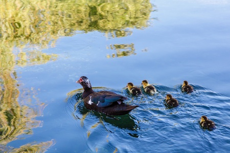 Duck and Baby Ducklings in the Water, Split, Croatiaの写真素材