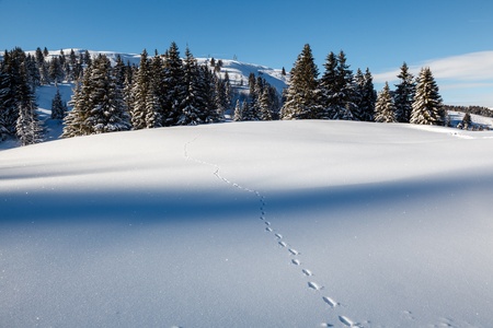 Almost Untouched Powder Snow Landscape, Ski Resort Megeve, French Alps, Franceの写真素材