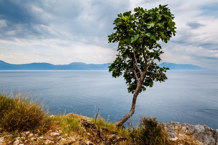 Lonely Tree and Adriatic Sea in Background, Dalmatia, Croatia