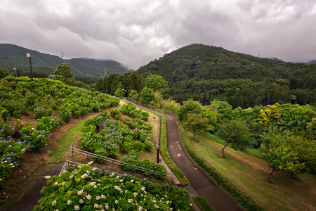 Hadanotokawa Park on Overcast Day, Hadano, Kangawa, Japanの写真素材