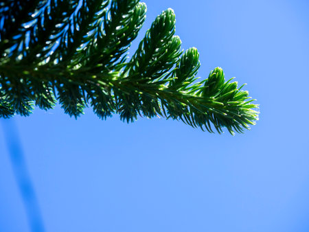 Close up of fir tree branch with green needles and blue sky background