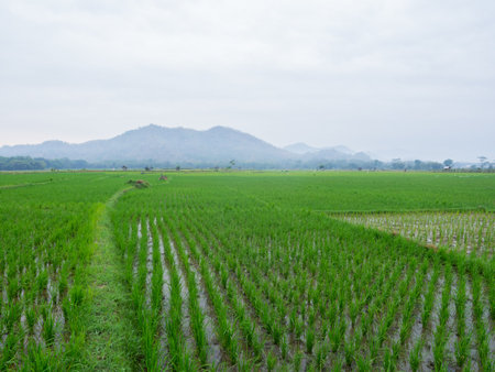 Rice field in the countryside of Indonesia in the rainy season. expanse of rice fields in the morning in the middle there are rice fields with a mountainous backgroundの写真素材