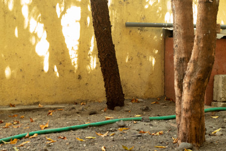 Rubber tree with yellow wall background and green hose in garden.の写真素材