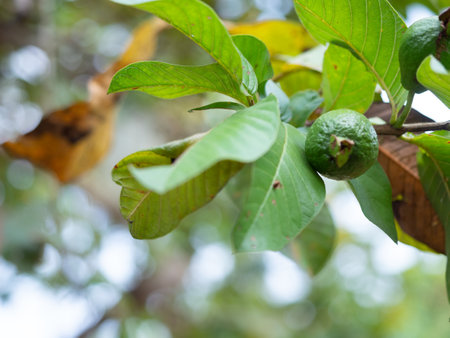 Guava fruit on the tree with nature background,tropical fruit, immature guava fruit still hanging on...