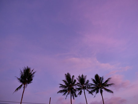 Silhouette of coconut tree on purple sky background at sunset.