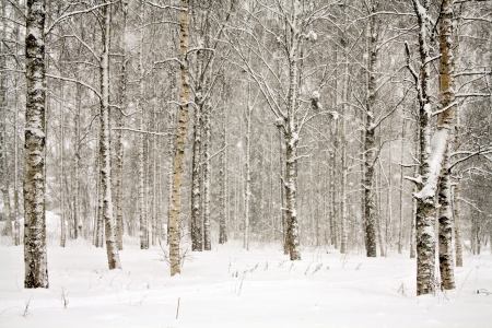 Snowy landscape with birch treesの写真素材