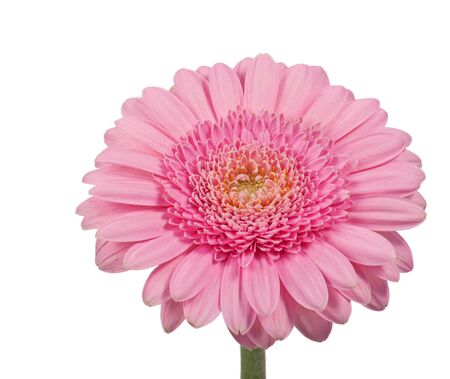 Pink daisy isolated on whiteの写真素材