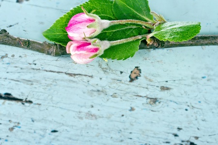 Apple tree branch with pink flower on a light blue wooden backgroundの写真素材