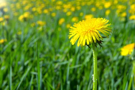 Yellow dandelion field with selective focusの写真素材