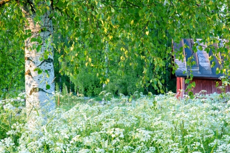 Green summer landscape with a birch tree and a red barn in Scandinaviaの写真素材