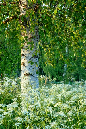 Birch tree in the summer with white wildflowersの写真素材