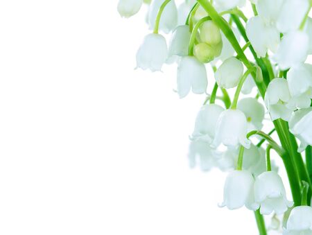 Lilies of the valley isolated on whiteの写真素材