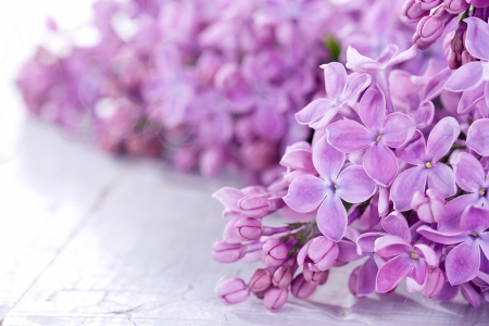 Closeup of lilacs on a white rustic backgroundの写真素材
