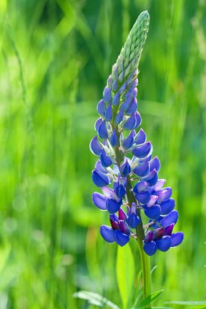 Single blue lupine in green nature backgroundの写真素材