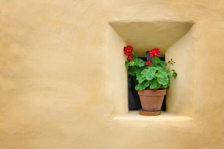 Red flowers next to a yellow wallの写真素材