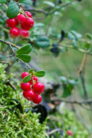 Closeup of red lingonberries in natureの写真素材