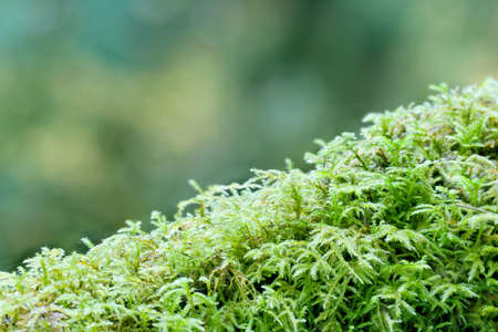 Closeup of green moss with selective focus