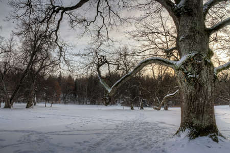 Winter scene in a snowy park at evening twilightの写真素材